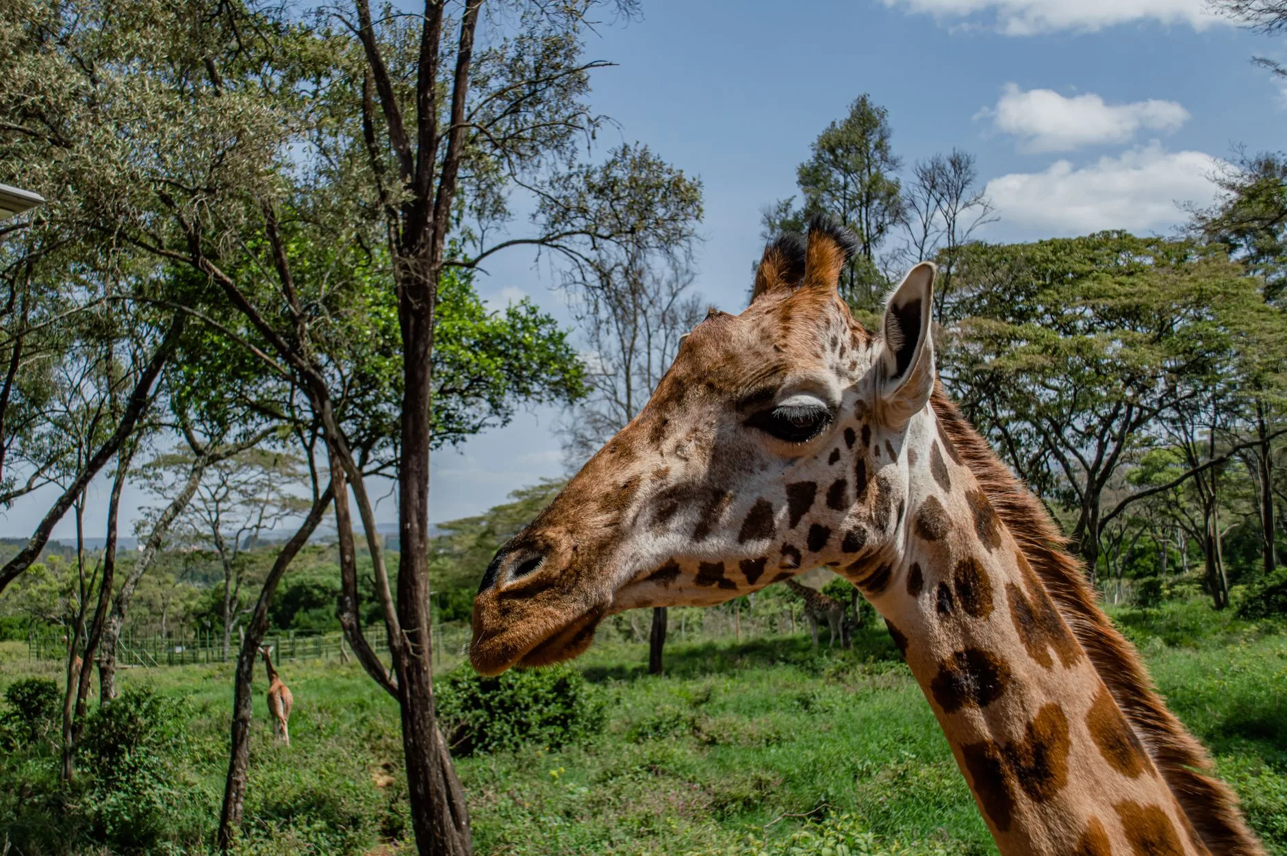 Nairobi Giraffe Centre ziyaretçi platformu