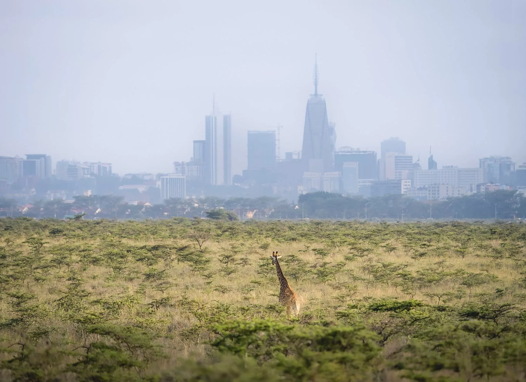 Nairobi + Nairobi Ulusal Parkı