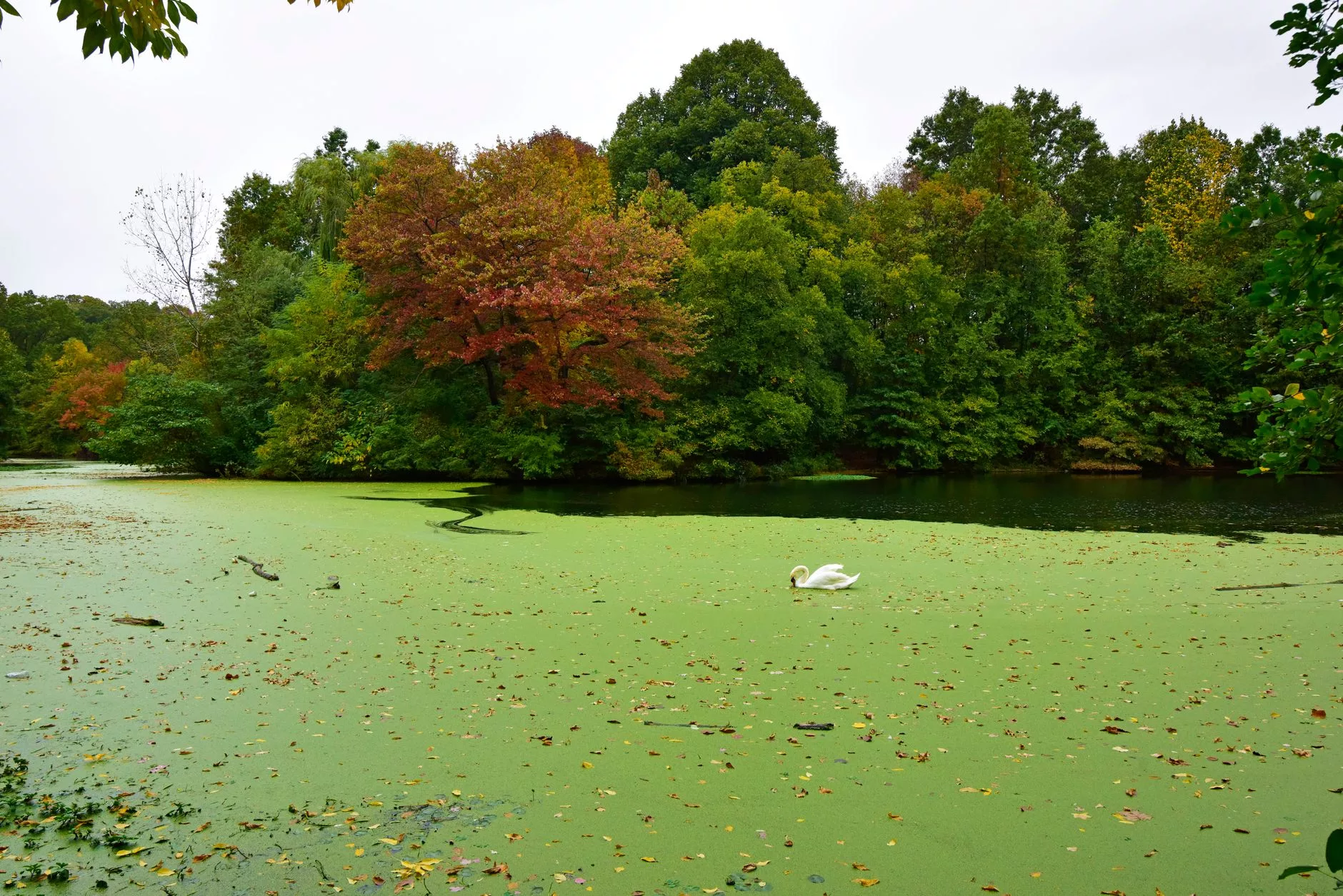New York Prospect Park Long Meadow