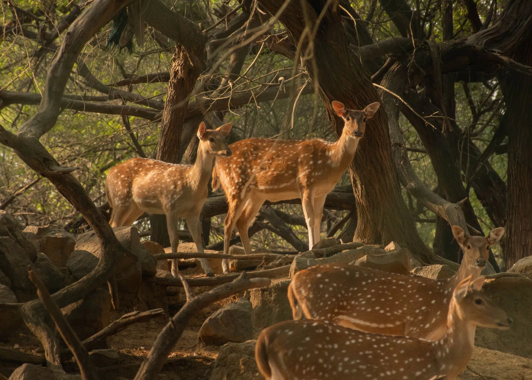 Delhi Aravali Biodiversity Park