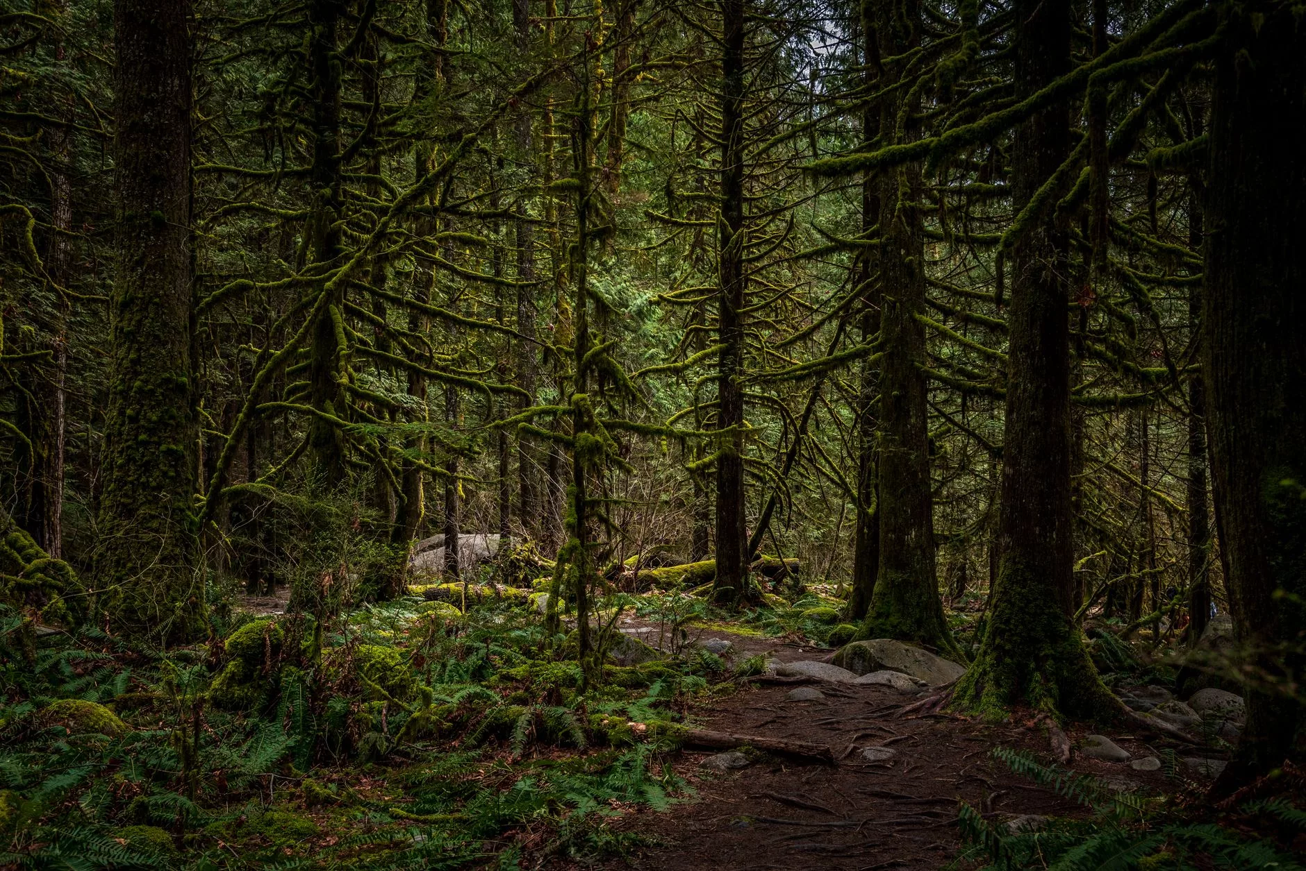 Vancouver Pacific Spirit Regional Park orman yolu