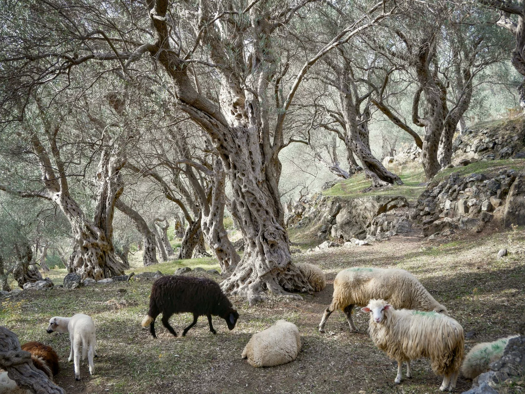 Zeytin Dağı