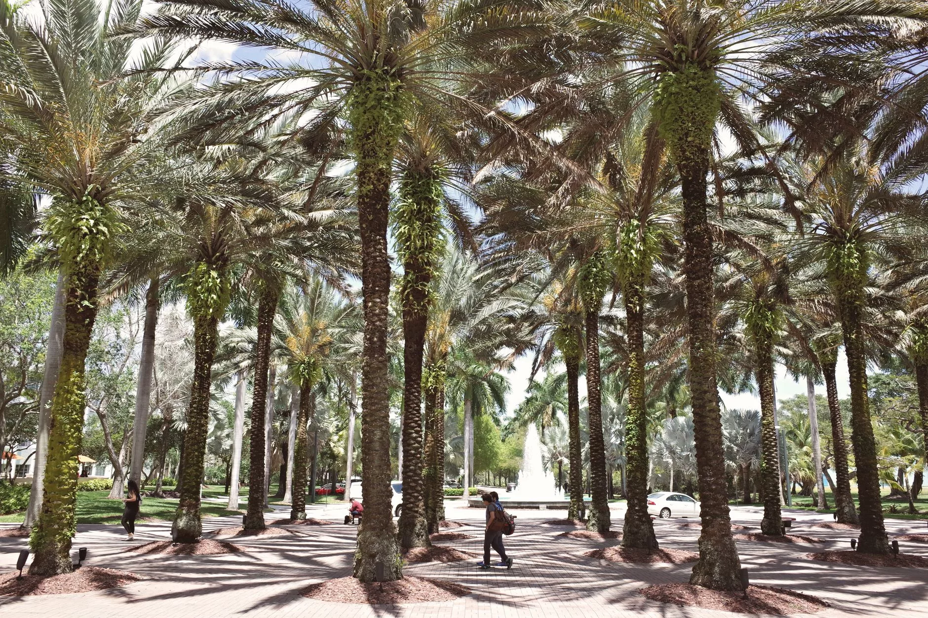 Miami Matheson Hammock Park