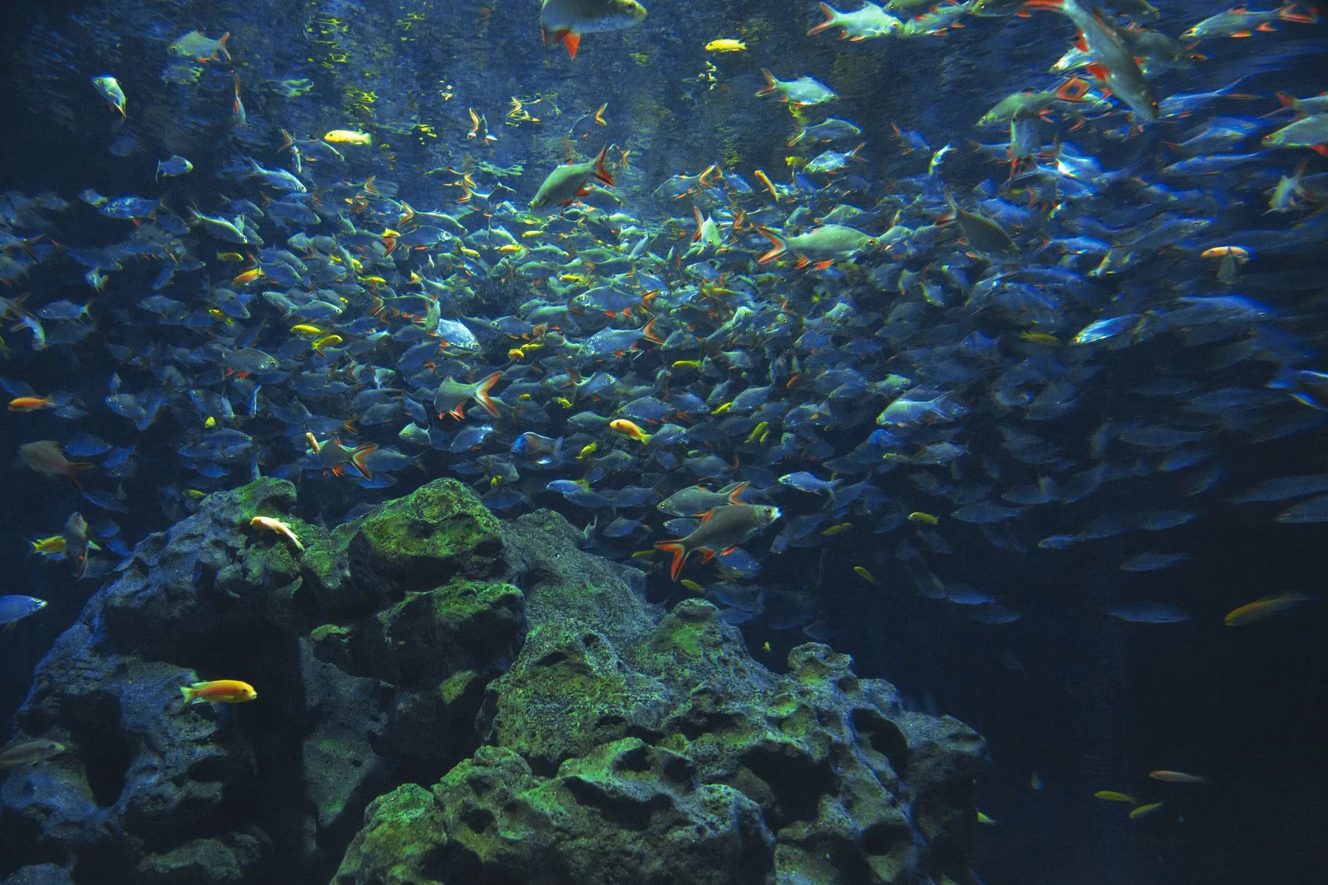 Singapur SEA Aquarium
