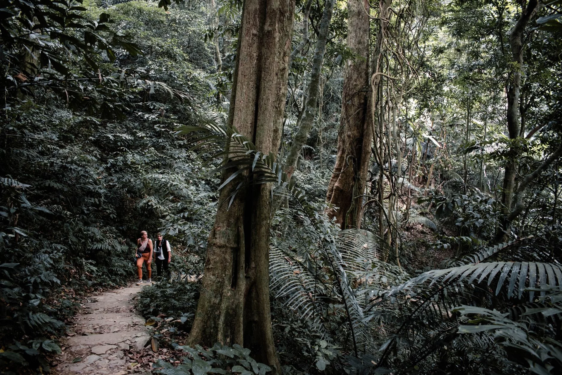 Singapur Bukit Timah Nature Reserve