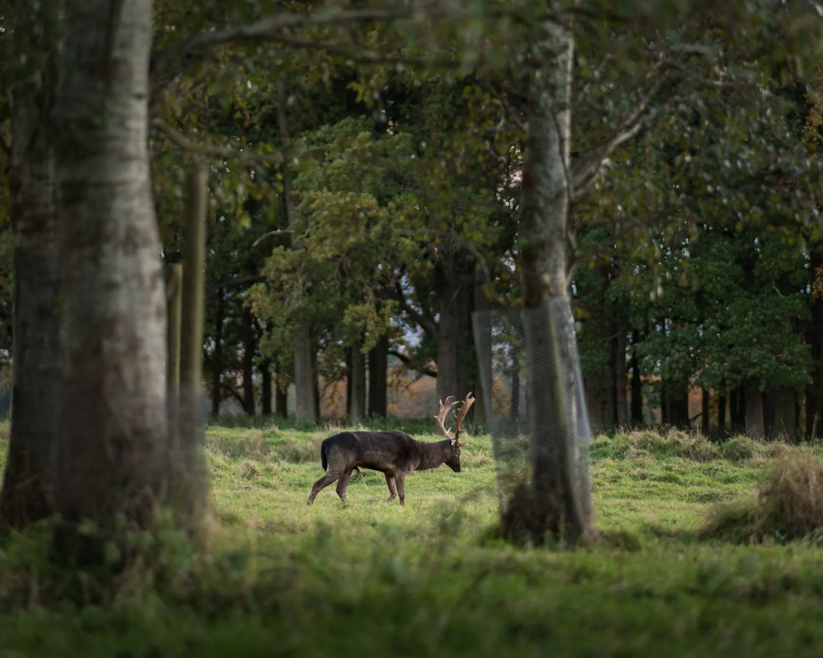Dublin Phoenix Park