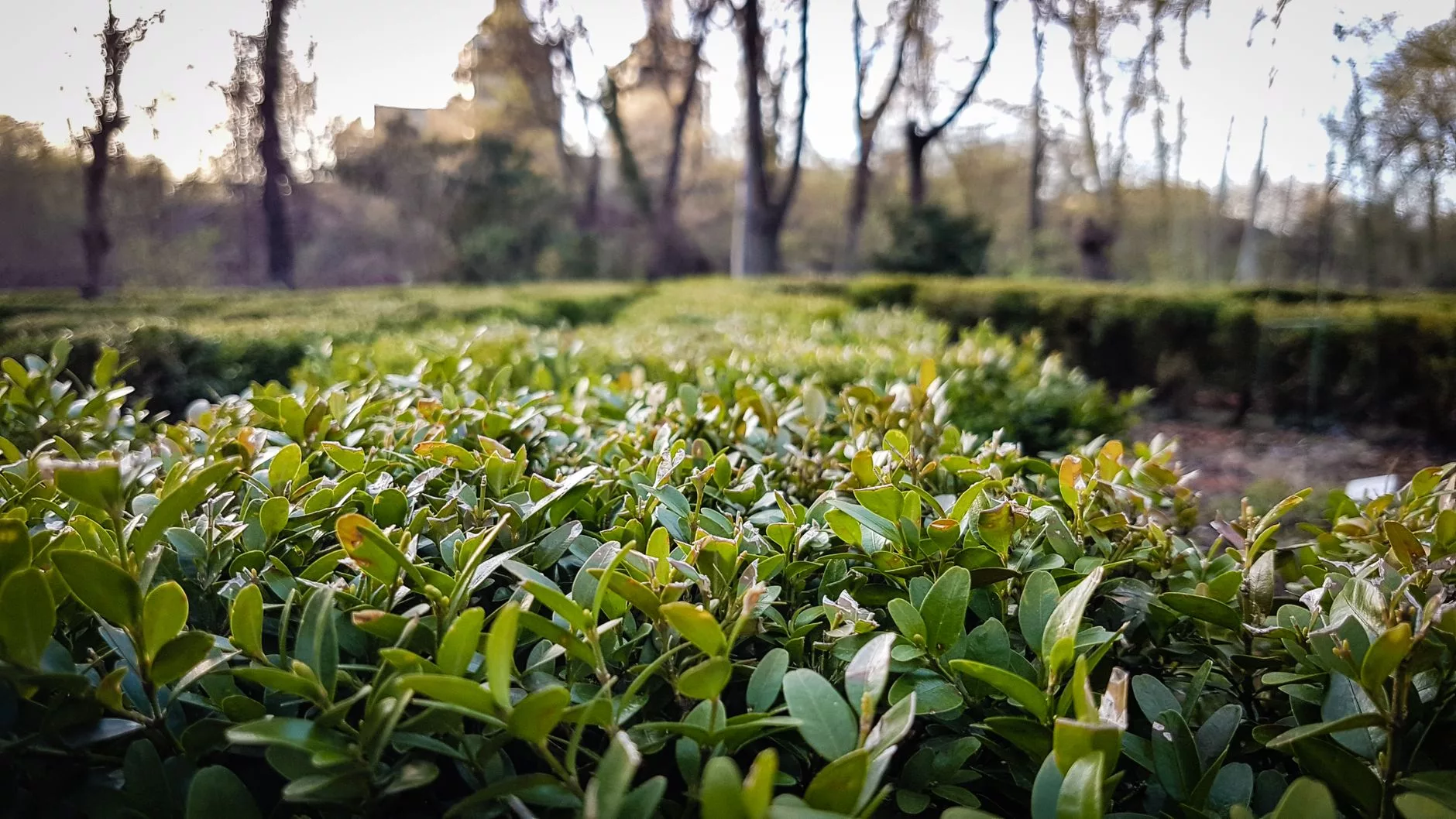 Bükreş Botanical Garden of Bucharest